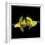 Still Kissing - Daffodils-Magda Indigo-Framed Photographic Print