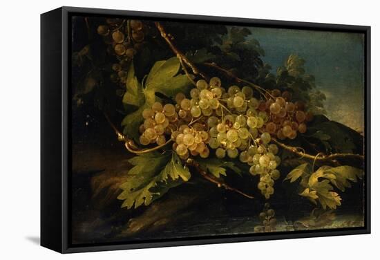 Still Life (Bunch of Yellow Grapes)-Francesco Malagoli-Framed Stretched Canvas