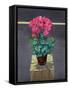 Still Life Cyclamen-Christopher Ryland-Framed Stretched Canvas