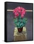 Still Life Cyclamen-Christopher Ryland-Framed Stretched Canvas