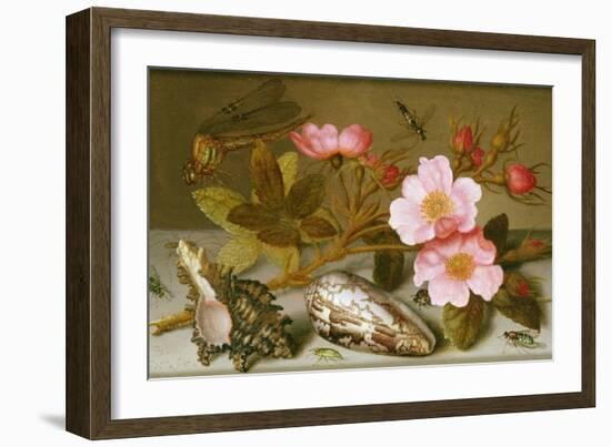 Still Life Depicting Flowers, Shells and a Dragonfly-Balthasar van der Ast-Framed Giclee Print