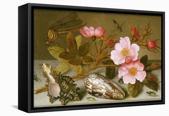 Still Life Depicting Flowers, Shells and a Dragonfly-Balthasar van der Ast-Framed Stretched Canvas