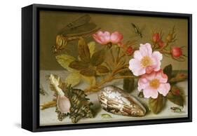 Still Life Depicting Flowers, Shells and a Dragonfly-Balthasar van der Ast-Framed Stretched Canvas