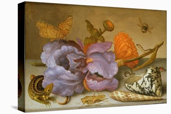 Still Life Depicting Flowers, Shells and Insects (Oil on Copper) (For Pair See 251378)-Balthasar van der Ast-Stretched Canvas