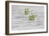 Still Life, EfeublŸten, Green, Wood, White-Andrea Haase-Framed Photographic Print