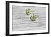 Still Life, EfeublŸten, Green, Wood, White-Andrea Haase-Framed Photographic Print