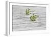 Still Life, EfeublŸten, Green, Wood, White-Andrea Haase-Framed Photographic Print