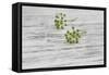 Still Life, EfeublŸten, Green, Wood, White-Andrea Haase-Framed Stretched Canvas