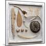 Still Life, Frame, Collection, Natural Materials-Andrea Haase-Mounted Photographic Print