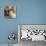 Still Life I-Simon Addyman-Stretched Canvas displayed on a wall