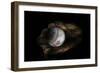 Still-Life Image of Baseball Nestled in a Mitt or Glove-Sheila Haddad-Framed Photographic Print