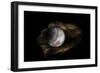 Still-Life Image of Baseball Nestled in a Mitt or Glove-Sheila Haddad-Framed Photographic Print