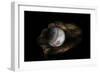 Still-Life Image of Baseball Nestled in a Mitt or Glove-Sheila Haddad-Framed Photographic Print