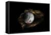 Still-Life Image of Baseball Nestled in a Mitt or Glove-Sheila Haddad-Framed Stretched Canvas