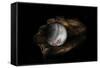 Still-Life Image of Baseball Nestled in a Mitt or Glove-Sheila Haddad-Framed Stretched Canvas