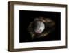 Still-Life Image of Baseball Nestled in a Mitt or Glove-Sheila Haddad-Framed Photographic Print