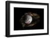 Still-Life Image of Baseball Nestled in a Mitt or Glove-Sheila Haddad-Framed Photographic Print