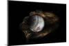 Still-Life Image of Baseball Nestled in a Mitt or Glove-Sheila Haddad-Mounted Photographic Print