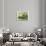 Still Life in Green-null-Premium Giclee Print displayed on a wall