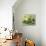 Still Life in Green-null-Stretched Canvas displayed on a wall