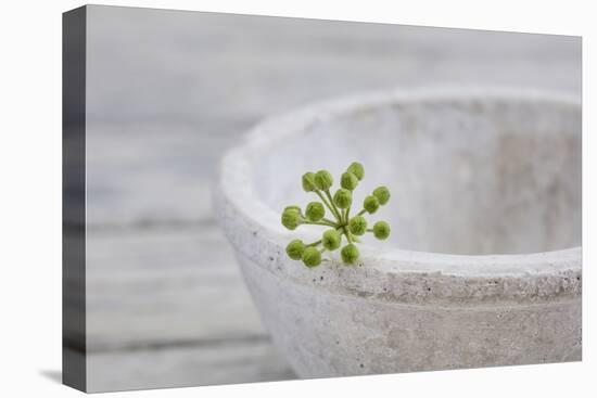 Still Life, Ivy Blossom, Green, Stone Bowl, Grey, White-Andrea Haase-Stretched Canvas