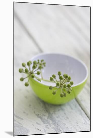 Still Life, Ivy Blossoms, Bowls, Green, White-Andrea Haase-Mounted Photographic Print