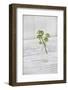 Still Life, Ivy Blossoms, Green, Glass Bottle, White-Andrea Haase-Framed Photographic Print