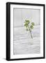 Still Life, Ivy Blossoms, Green, Glass Bottle, White-Andrea Haase-Framed Photographic Print