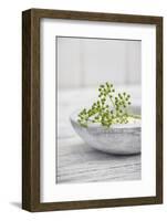 Still Life, Ivy Blossoms, Green, Stone Cup, Grey, White-Andrea Haase-Framed Photographic Print