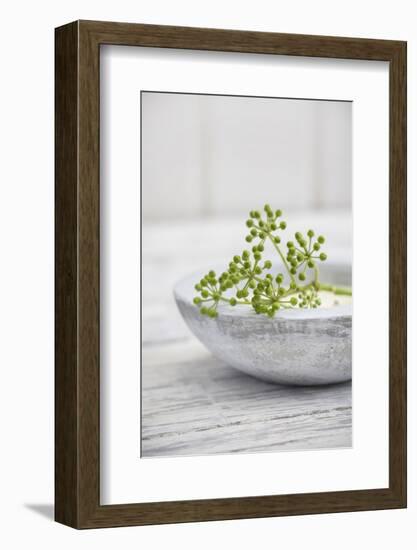 Still Life, Ivy Blossoms, Green, Stone Cup, Grey, White-Andrea Haase-Framed Photographic Print