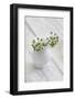 Still Life, Ivy Blossoms, Green, Vase, White-Andrea Haase-Framed Photographic Print