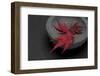 Still Life, Maple Leaves, Red, Shell, Gray, Black, Still Life-Andrea Haase-Framed Photographic Print