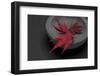 Still Life, Maple Leaves, Red, Shell, Gray, Black, Still Life-Andrea Haase-Framed Photographic Print