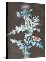 Still Life of a Thistle-Barbara Regina Dietzsch-Stretched Canvas