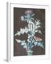 Still Life of a Thistle-Barbara Regina Dietzsch-Framed Giclee Print