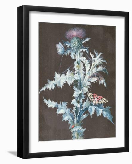 Still Life of a Thistle-Barbara Regina Dietzsch-Framed Giclee Print