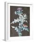 Still Life of a Thistle-Barbara Regina Dietzsch-Framed Giclee Print