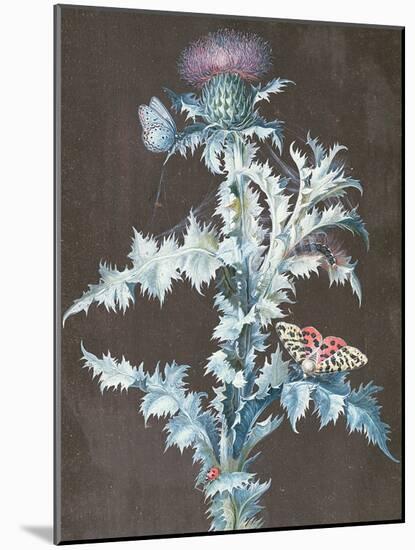 Still Life of a Thistle-Barbara Regina Dietzsch-Mounted Giclee Print