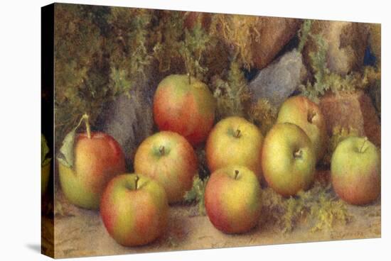 Still Life of Apples-Frederick Spencer-Stretched Canvas