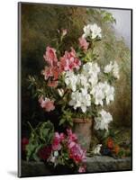 Still Life of Azaleas-Annie Feray Mutrie-Mounted Giclee Print