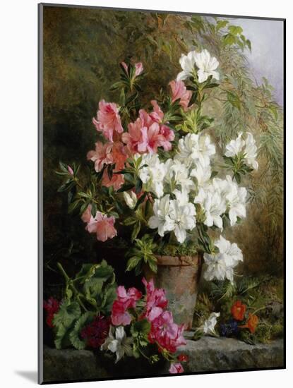 Still Life of Azaleas-Annie Feray Mutrie-Mounted Giclee Print