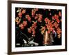 Still Life of Cat and Currants - Jack & Jill-Nelson Grafe-Framed Giclee Print