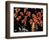 Still Life of Cat and Currants - Jack & Jill-Nelson Grafe-Framed Giclee Print