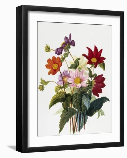 Still Life of Dahlias-Georgius van Os-Framed Giclee Print