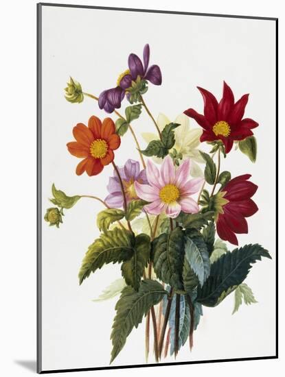 Still Life of Dahlias-Georgius van Os-Mounted Giclee Print