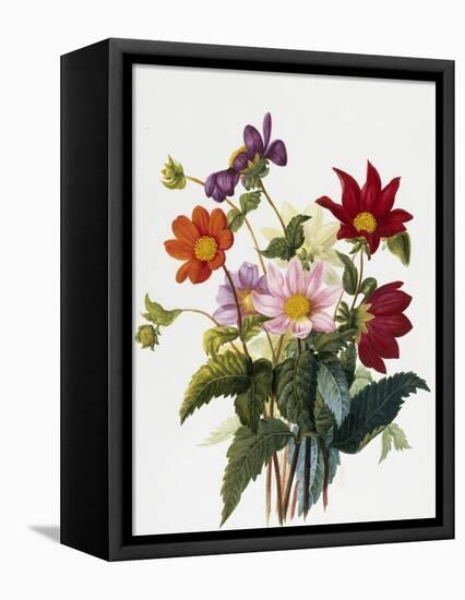 Still Life of Dahlias-Georgius van Os-Framed Stretched Canvas