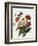 Still Life of Dahlias-Georgius van Os-Framed Giclee Print