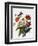 Still Life of Dahlias-Georgius van Os-Framed Giclee Print