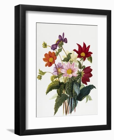 Still Life of Dahlias-Georgius van Os-Framed Giclee Print