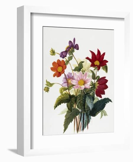 Still Life of Dahlias-Georgius van Os-Framed Giclee Print